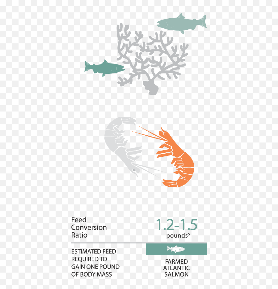 5 Common Chilean Salmon Questions Marketing - Fish Png,Patagonia Fish Logo