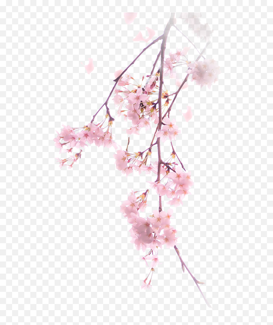 Real Cherry Blossom Png Transparent - Cherry Blossom Sakura Png,Sakura Tree Png