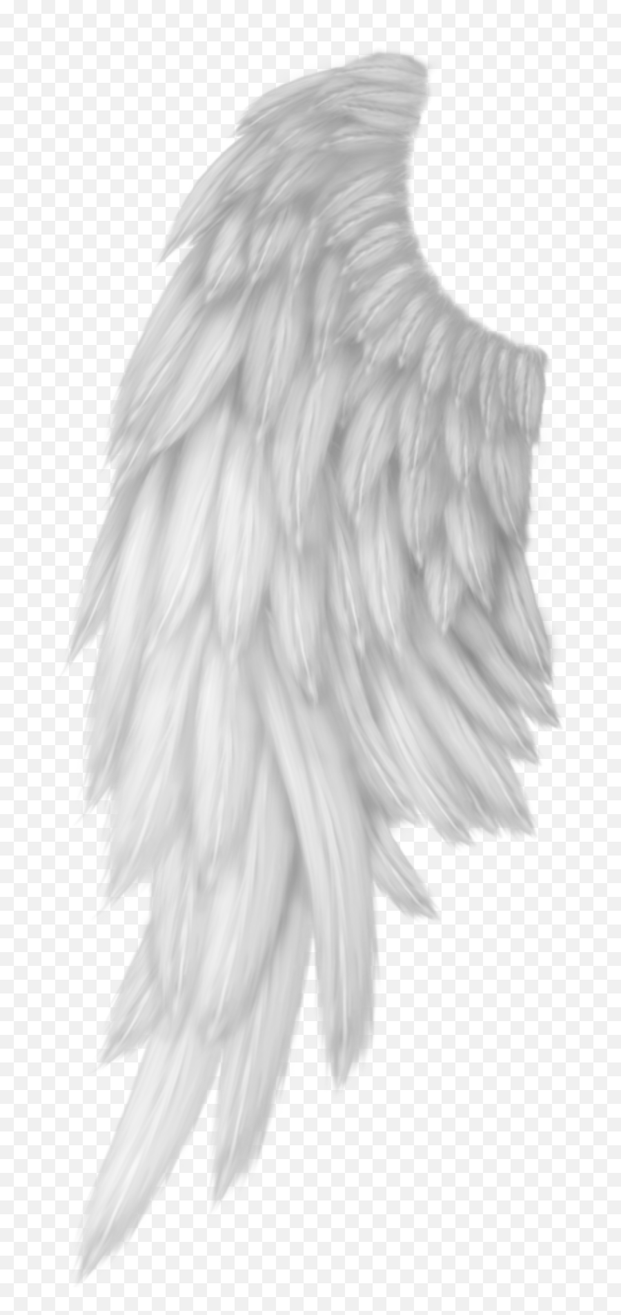 Ali Angelo Png 6 Image - Realistic Black Angel Wings Png,Ali A Png