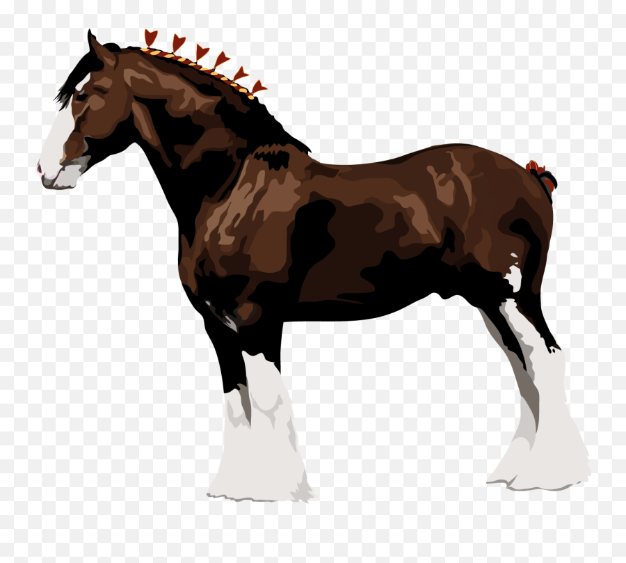Draft Horse Png U0026 Free Horsepng Transparent Images - Measure A Horse In Hands,Draft Png