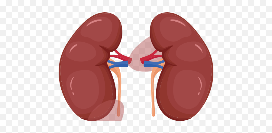 Kidney Vector Icons Free Download In Svg Png Format - Language,Pancreas Icon
