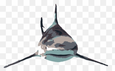 Name A Shark Bimini Lab - Mackerel Sharks png