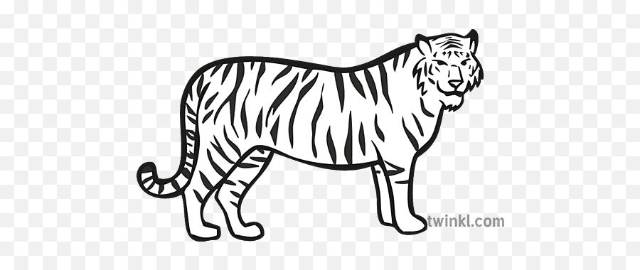 Tiger Zoo Map Icon Black And White Illustration - Twinkl Tiger Icon Png,Jungle Map Icon