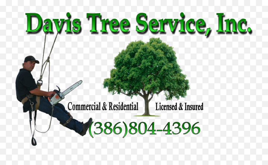 Tree - Logou2013davis U2013 Davis Tree Service Tree Removal Tree Service Logo Png,Tree Logos