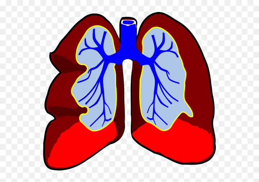 Healthy Lungs Png Svg Clip Art For Web - Download Clip Art Sistema Respiratório Gif Png,Lungs Icon