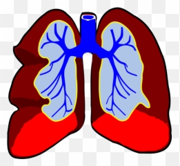 Healthy Lungs Png Svg Clip Art For Web - Download Clip Art Sistema Respiratório Gif Png,Lungs Icon