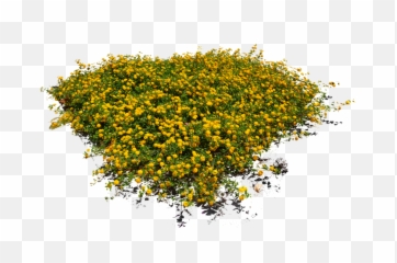 10 Free Plants Flowers Png Images - Top View