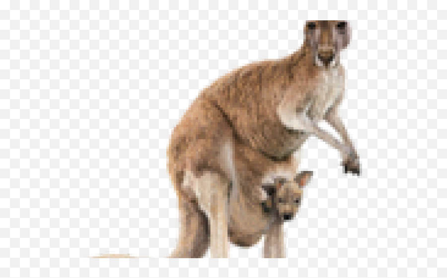 Png Transparent Images Image - Structural Features Of A Kangaroo,Kangaroo Transparent Background