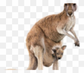 Png Transparent Images Image - Structural Features Of A Kangaroo,Kangaroo Transparent Background