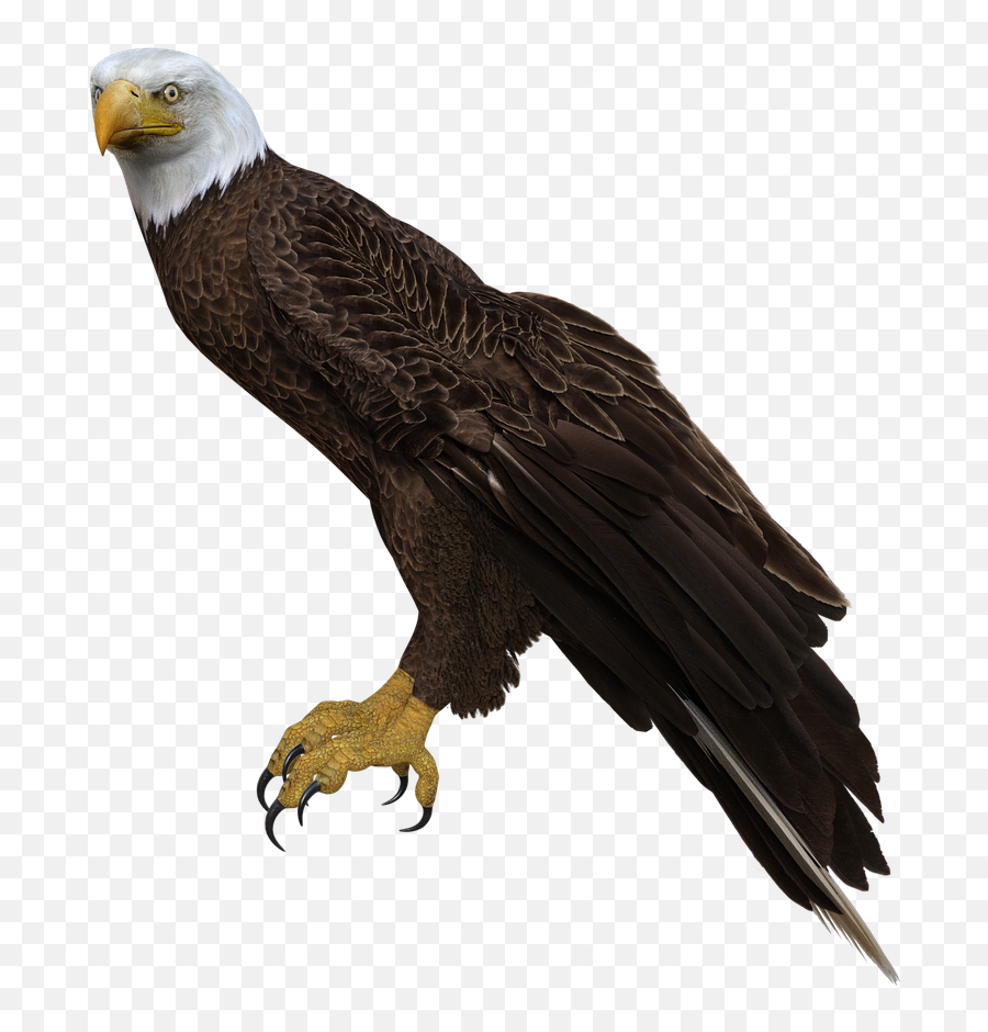 Bald Eagle Perched Wings - Perched Bald Eagle Transparent Background Png,Bald Eagle Transparent