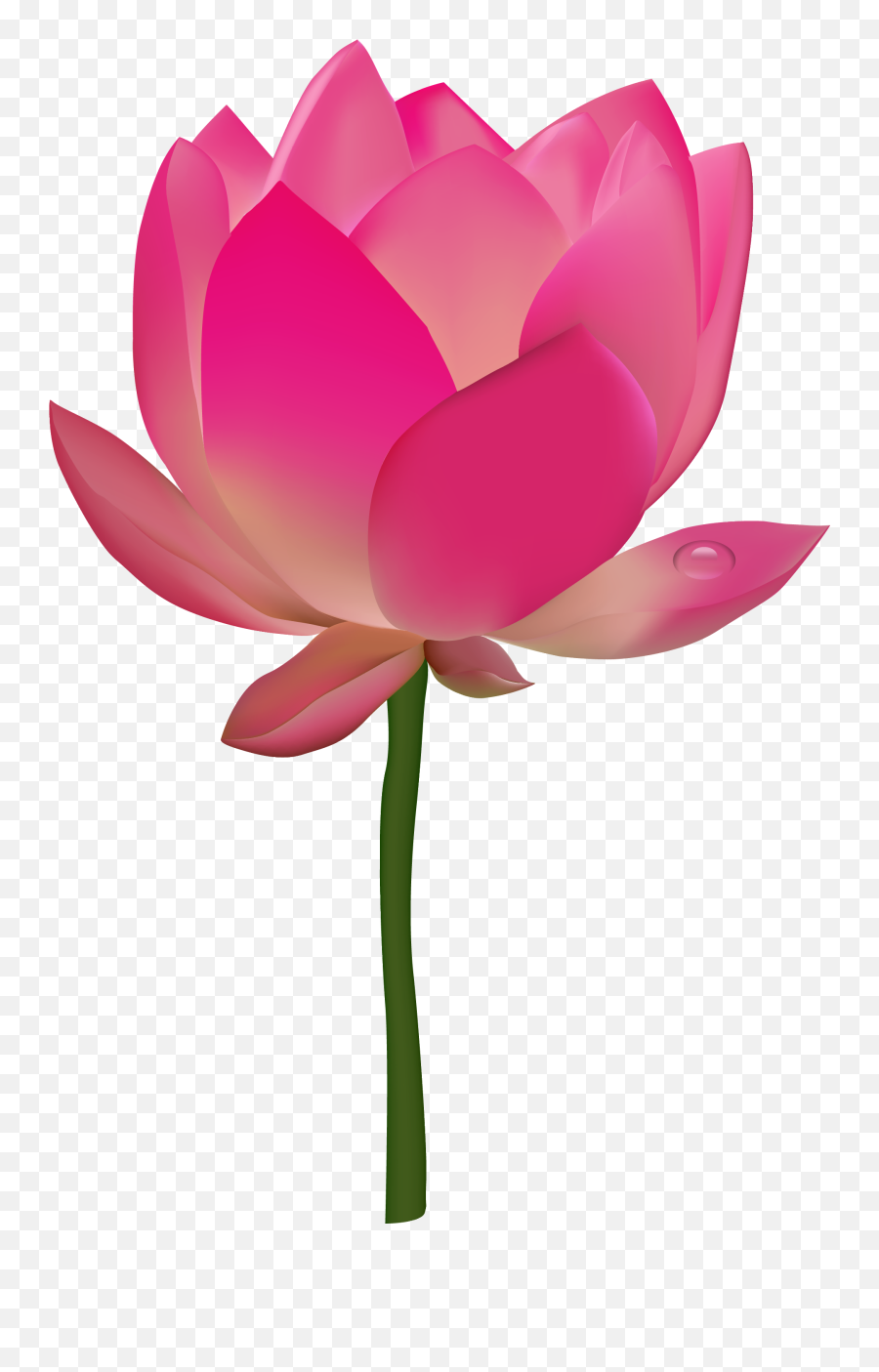 Flower Png Transparent - Clipart Image Of Lotus,Transparent Flower Images
