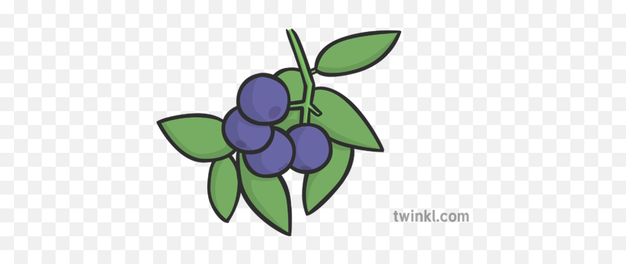 Blueberries Illustration - Twinkl Cartoon Png,Blueberries Png