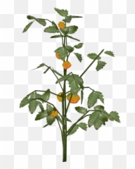 English Marigold Png Image - English Marigold,Tomato Slice Png