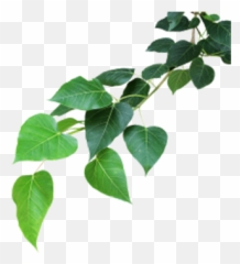 free transparent tree leaves png images page 1 pngaaa com free transparent tree leaves png images