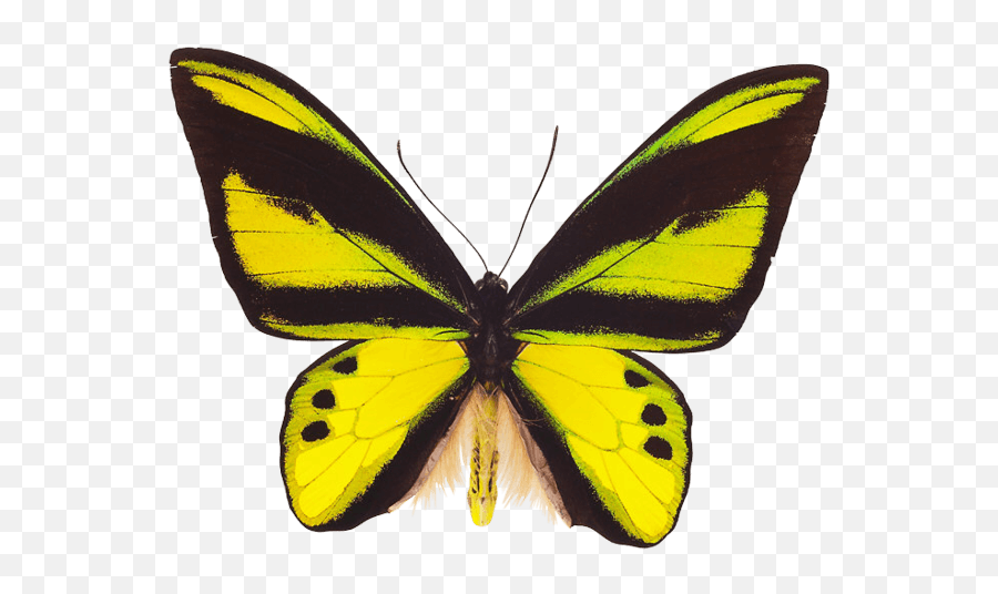 Download Flying Butterfly Png Image Hq - Gambar Rama Rama,Yellow Butterfly Png