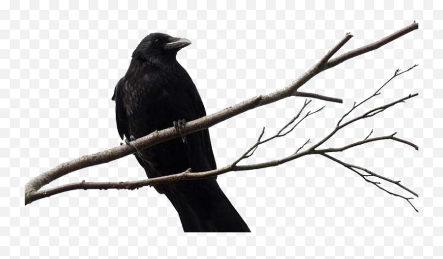 Pin By Cecilia - Crow On Branch Png,Crows Png