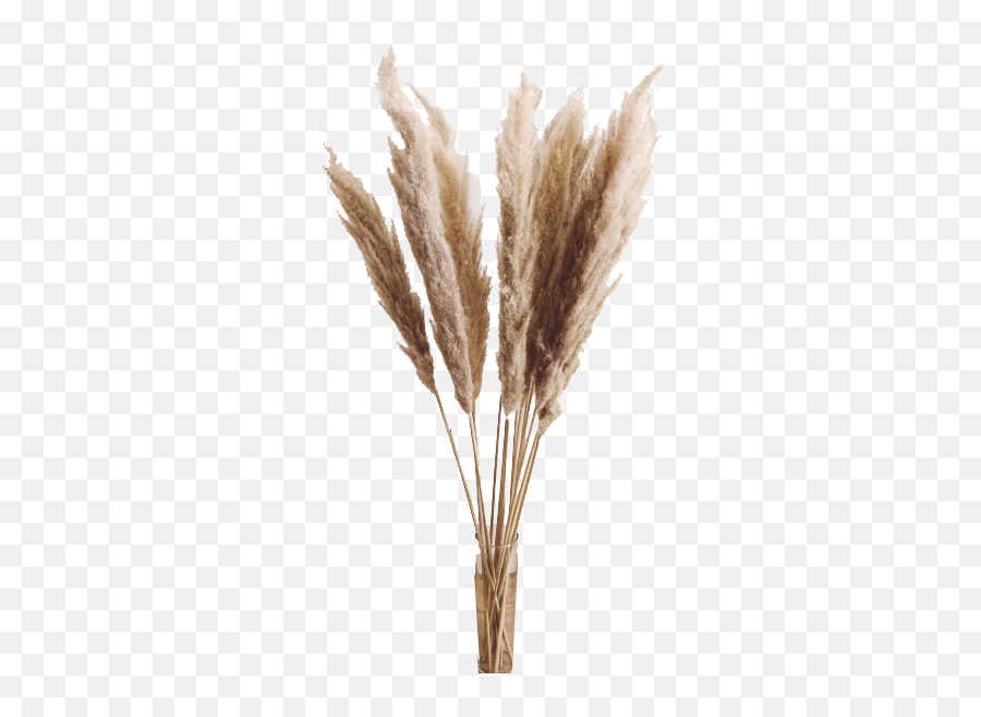 Pampas Grass Beige 3 Pcs Dried 44 Tall Cortaderia Selloana Wedding Decor Home Floral Arrangement Bohemian Plant - Transparent Pampas Grass Png,Tall Grass Png