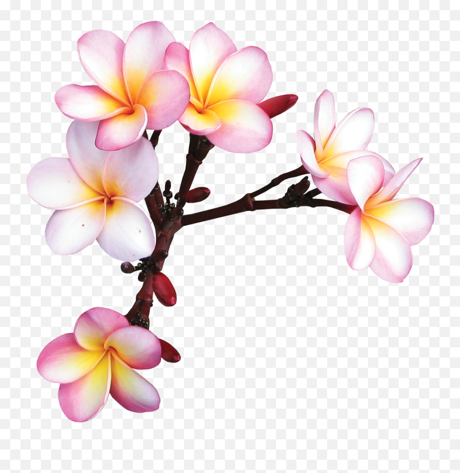 Png Transparent - Exotic Flowers Without Background,Plumeria Flower Png