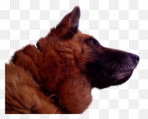 German Shepherd Transparent - Deutschland Flag Png,German Shepherd Png