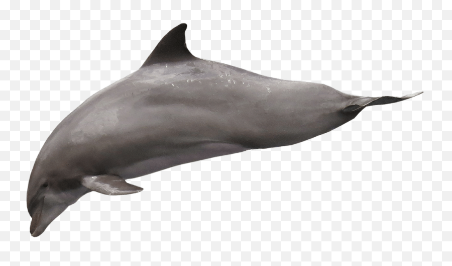 Dolphin Free Png Transparent Background Images - Lumba Delphin Png,Dolphin Transparent