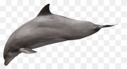 Dolphin Free Png Transparent Background Images - Lumba Delphin Png,Dolphin Transparent