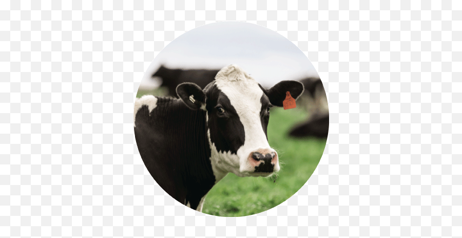 Our Farming Expertise Global - Dairy Cow Png,Cows Png