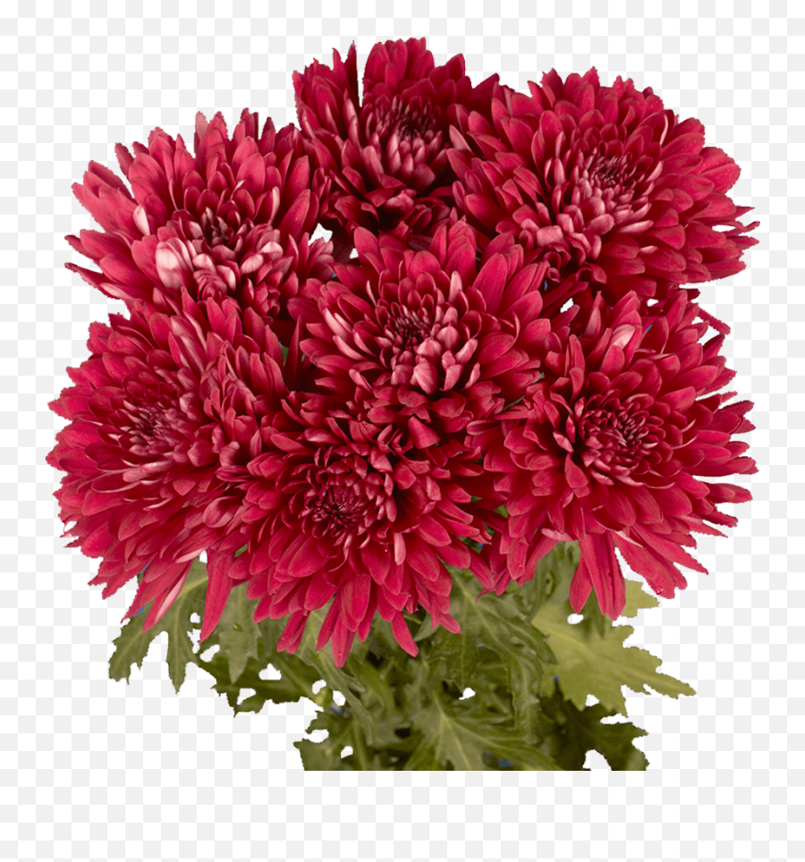 Premium Burgundy Chrysanthemum Disbud Flowers - Burgundy Chrysanthemum Png,Chrysanthemum Png