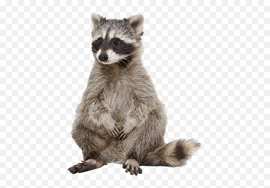 Raccoon Png Photos - Raccoon Png,Raccoon Transparent Background