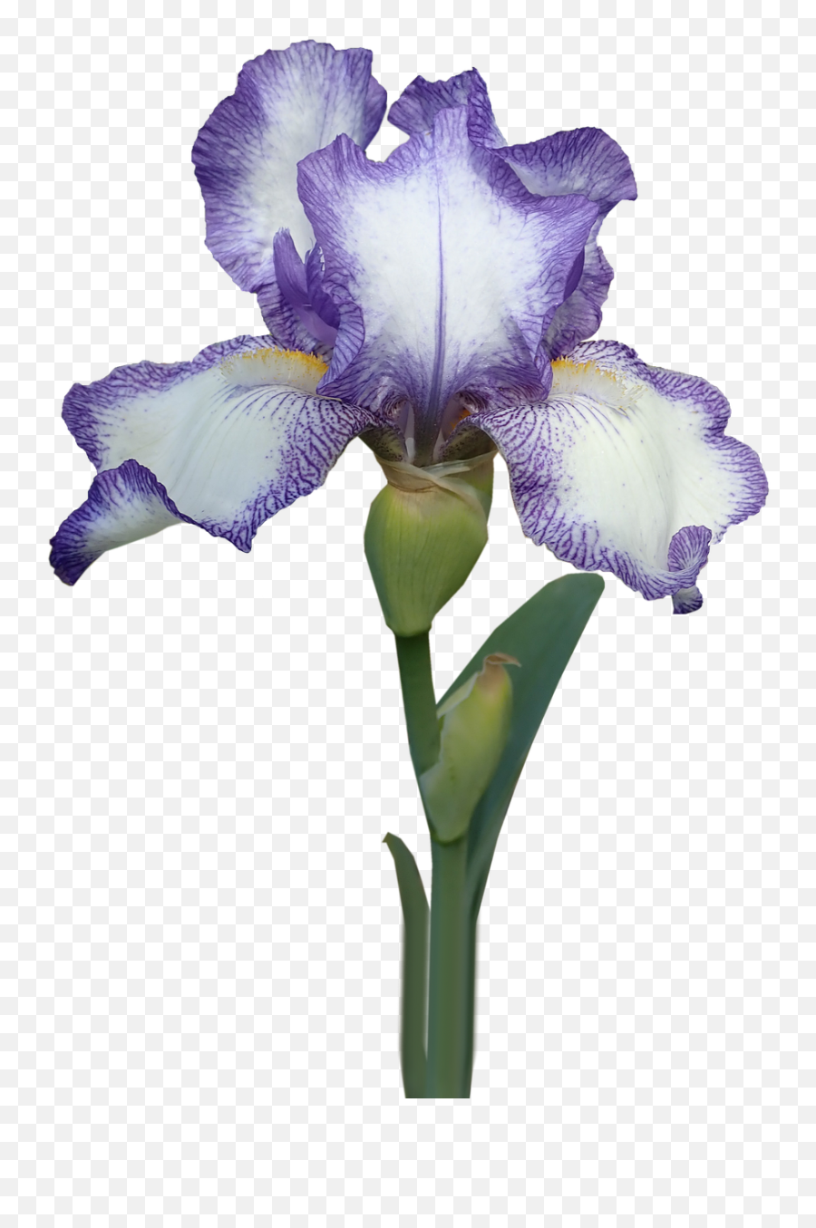 Flower Iris Stem - Free Photo On Pixabay Iris Flower With Stem Png,Iris Flower Png