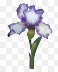 Flower Iris Stem - Free Photo On Pixabay Iris Flower With Stem Png,Iris Flower Png