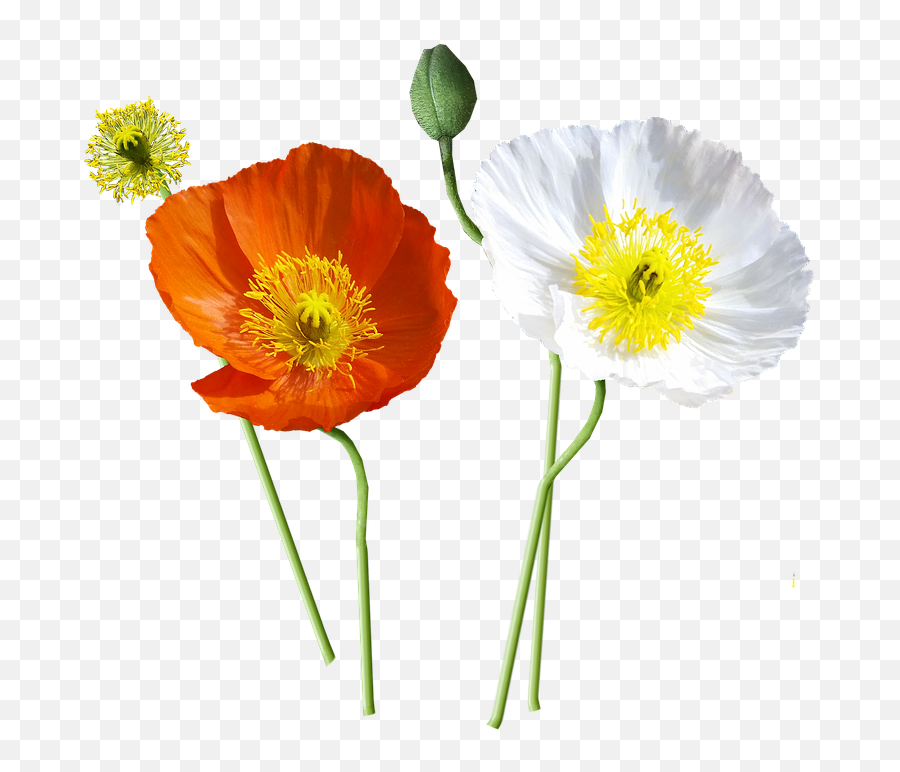 Poppies Iceland - Icelandic Poppies Transparent Png,Poppies Png