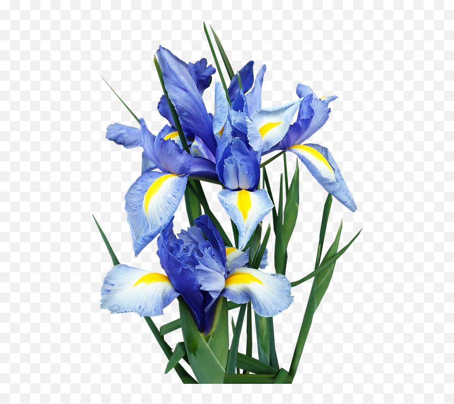 Iris Dutch Blue - Free Photo On Pixabay Dutch Iris Flower Transparent Png,Blue Flowers Png