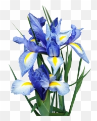Iris Dutch Blue - Free Photo On Pixabay Dutch Iris Flower Transparent Png,Blue Flowers Png
