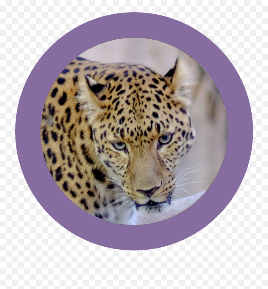Download Wildine Icon - African Leopard Png,Leopard Icon