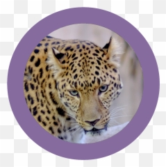 Download Wildine Icon - African Leopard Png,Leopard Icon