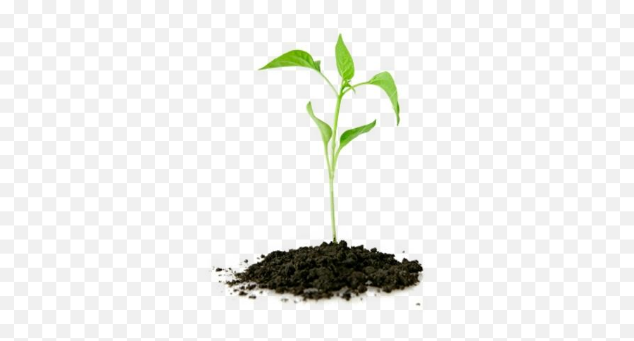 Plants - Nursery Kazimingi Nursery Trees Reduce Greenhouse Gases Png,Plant Png