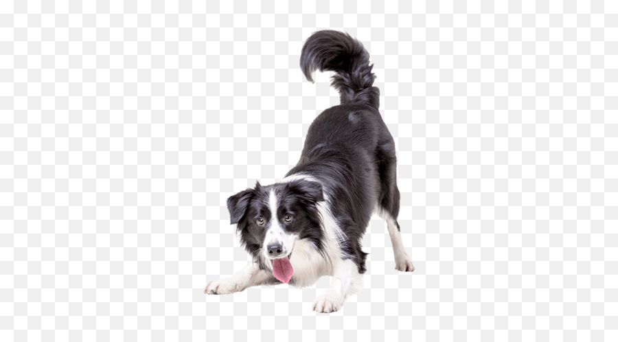 Veterinarian In Oxford Ms Animal Hospital - Juguete De Perros Que Se Desliza Png,Dog Png Transparent