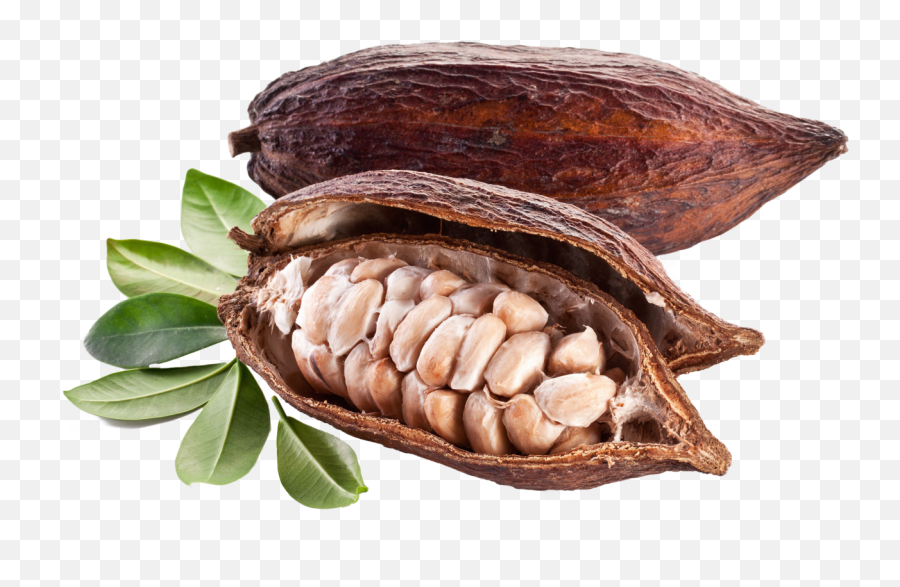 Cacao With Bones Png Image - Cocoa Beans Pod,Bones Png