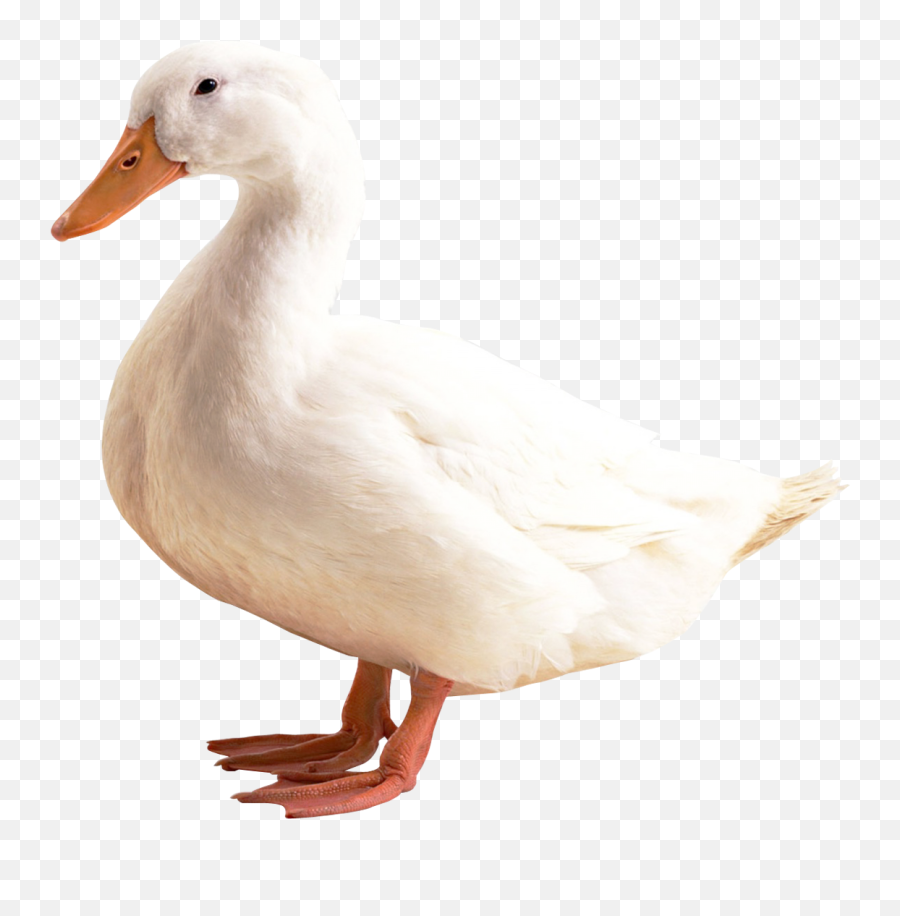 Duck Png Free Download - Duck Png,Duck Png