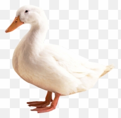 Duck Png Free Download - Duck Png,Duck Png