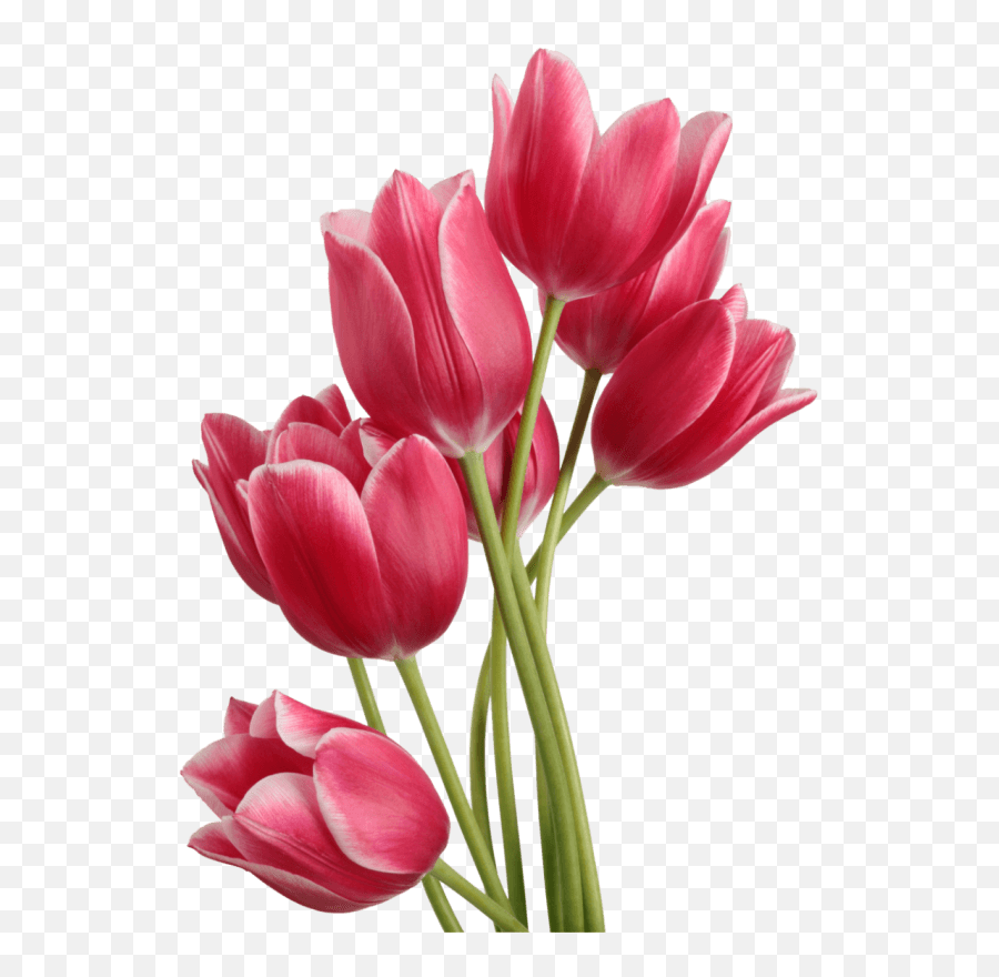 Transparent Bunga Tulip - Bunga Tulip Png,Tulip Transparent