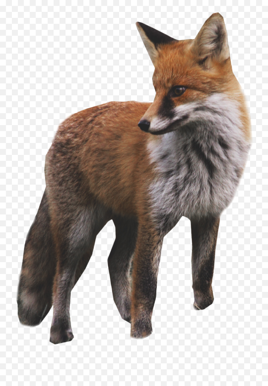 Download Fox Standing Png Image For Free - Fox,Fox Png