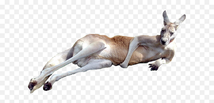 Kangaroo Png - Kangaroo Png,Kangaroo Transparent Background