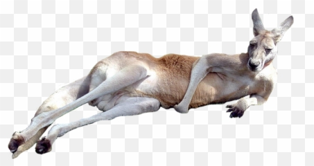 Kangaroo Png - Kangaroo Png,Kangaroo Transparent Background