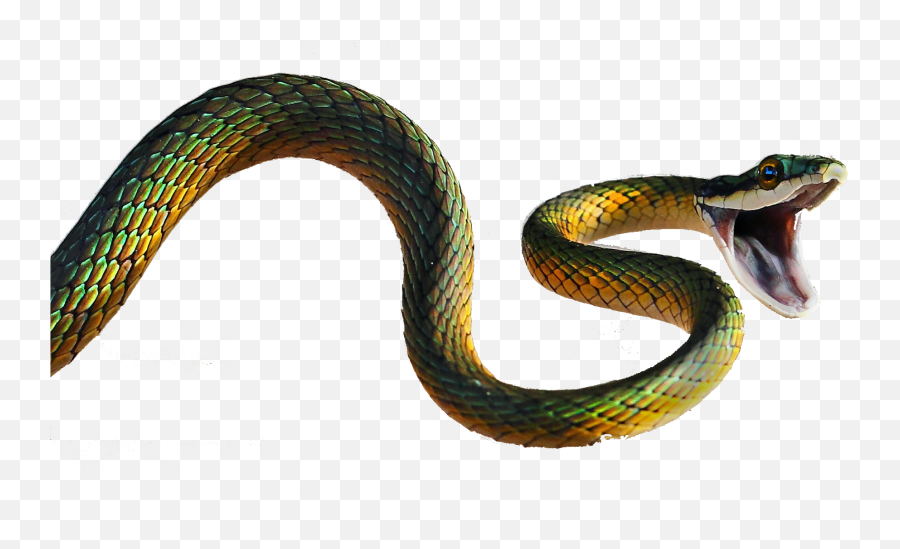 Snakes - Flying Snake Png,Venom Snake Png
