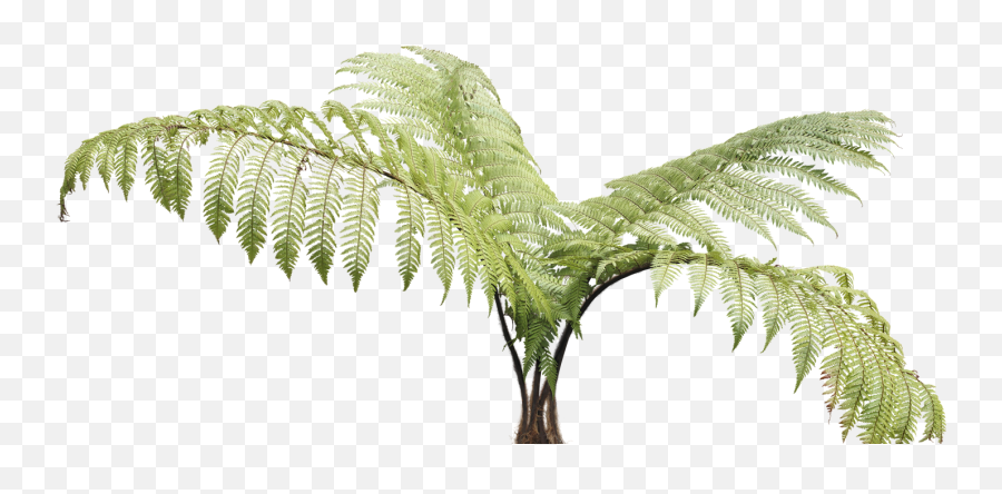 Ferns Png - New Zealand Like Youu0027ve Never Seen It Ostrich Ostrich Fern,Fern Png