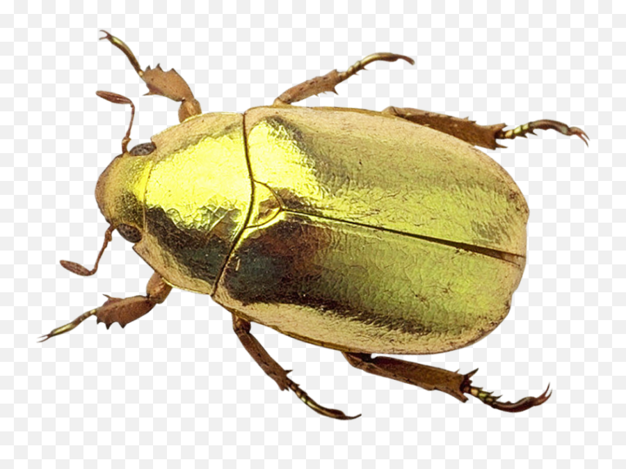 Beetle Png Image - Transparent Beetle Png,Beetle Png