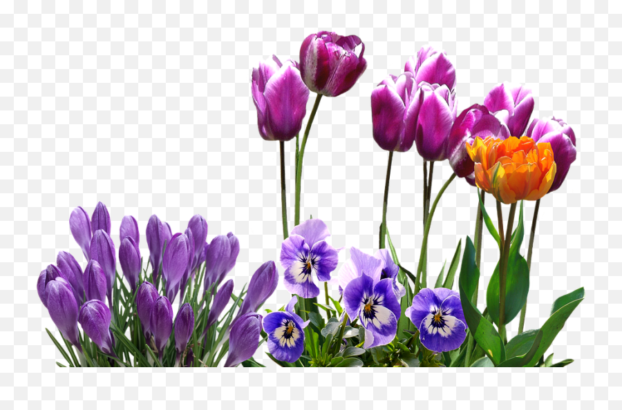 Spring Tulips Crocus - Free Photo On Pix 1552243 Png Spring Tulips Png,Tulip Png