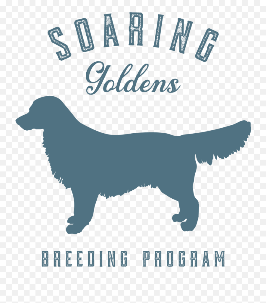 About Soaring Goldens U2014 - Companion Dog Png,Golden Retriever Transparent