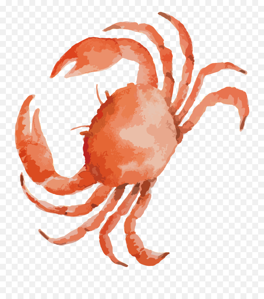 Dungeness Crab Seafood - Crab Drawing Png,Crabs Png